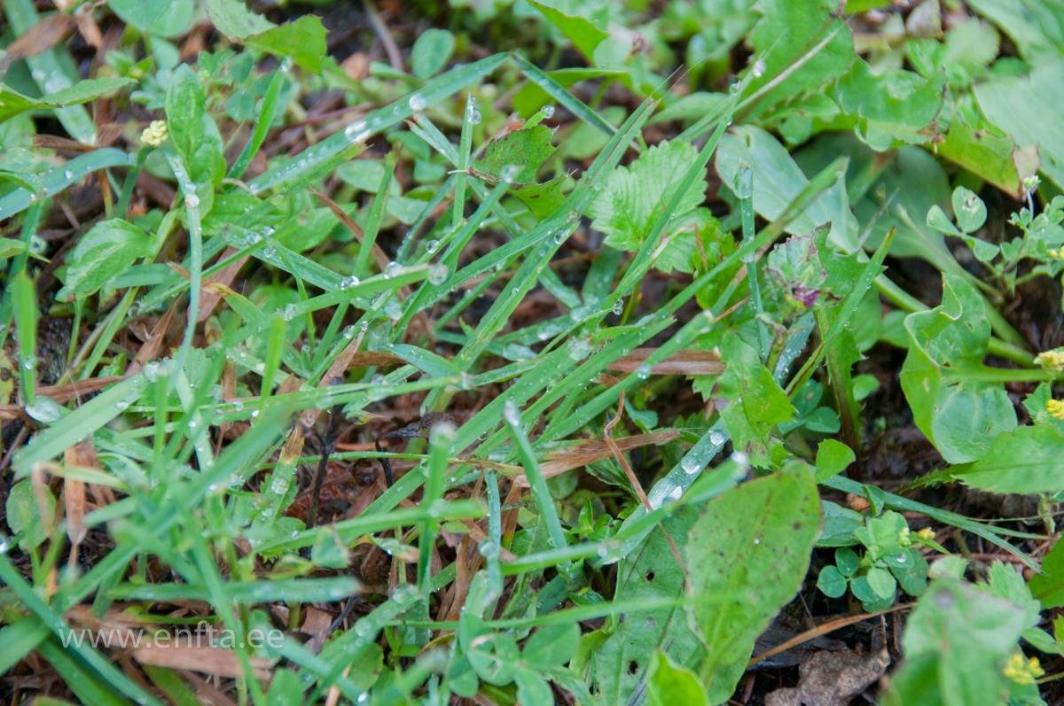 115 Next time we are going to catch raindrops